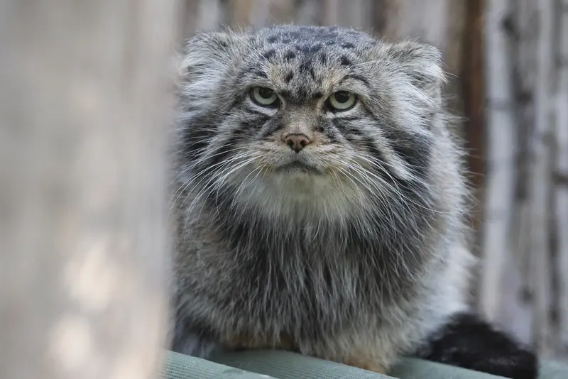A photograph of George in Novosibirsk Zoo