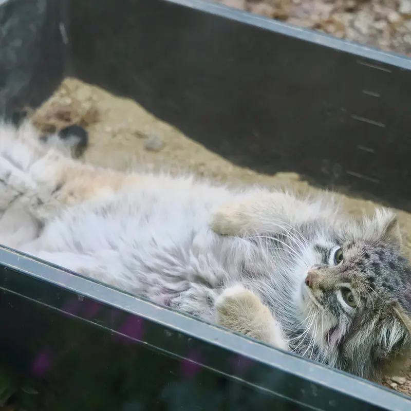 A photograph of Oliva in Saitama Children's Zoo