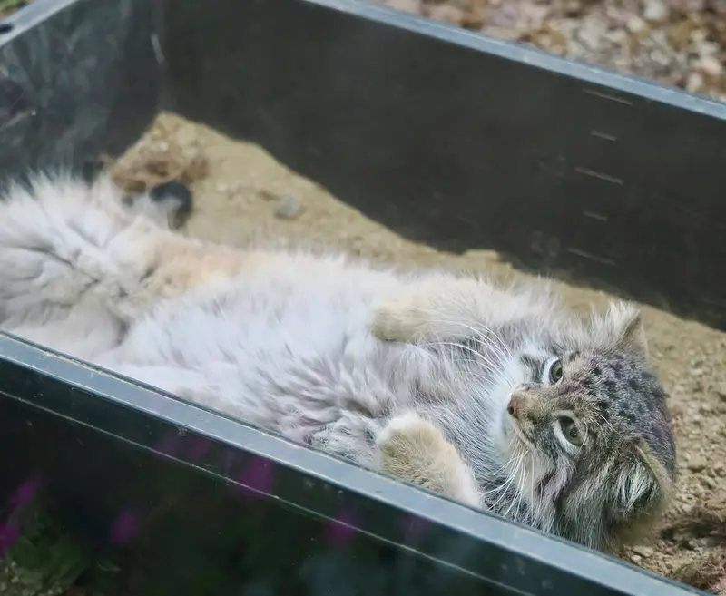 A photograph of Oliva in Saitama Children's Zoo
