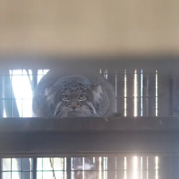 A photograph of Figa in Nogeyama Zoo