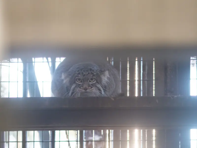 A photograph of Figa in Nogeyama Zoo