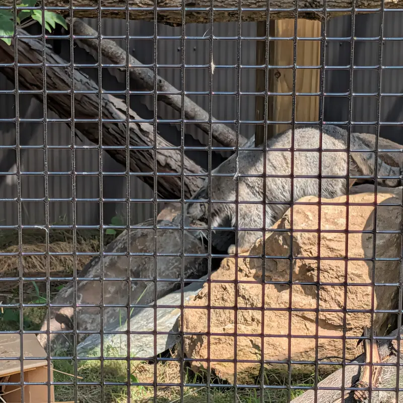 A photograph of a Pallas's cat in Elmwood Park Zoo