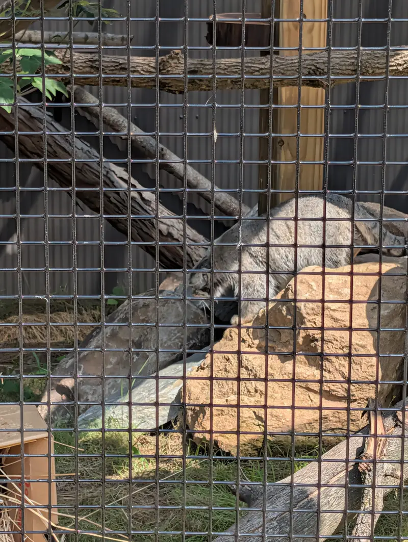 A photograph of a Pallas's cat in Elmwood Park Zoo