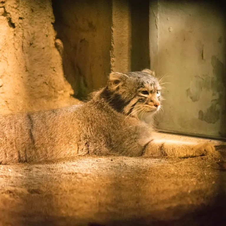 A photograph of Figa in Nogeyama Zoo