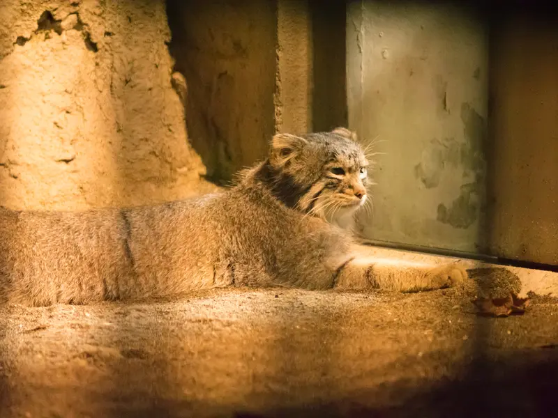 A photograph of Figa in Nogeyama Zoo