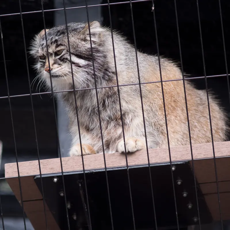 A photograph of Grusha in Asahiyama Zoo