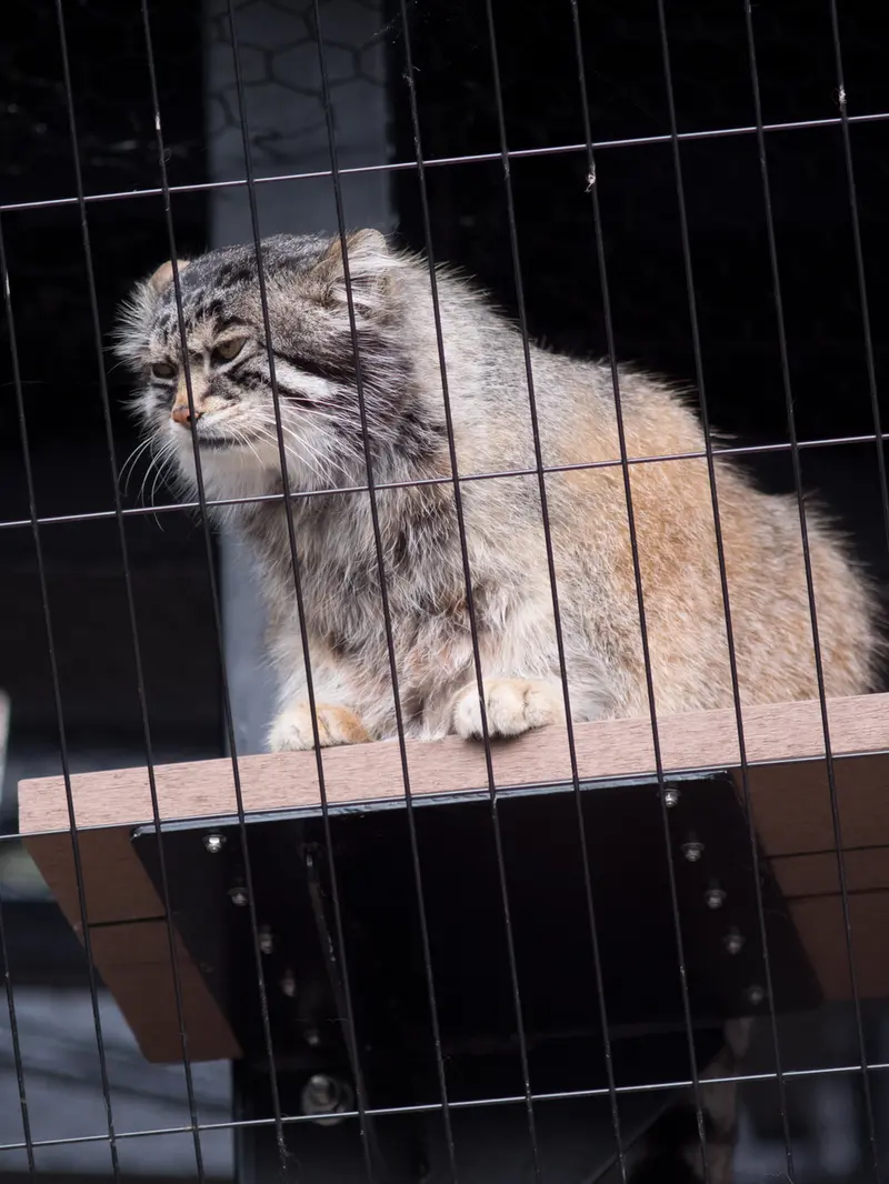 A photograph of Grusha in Asahiyama Zoo