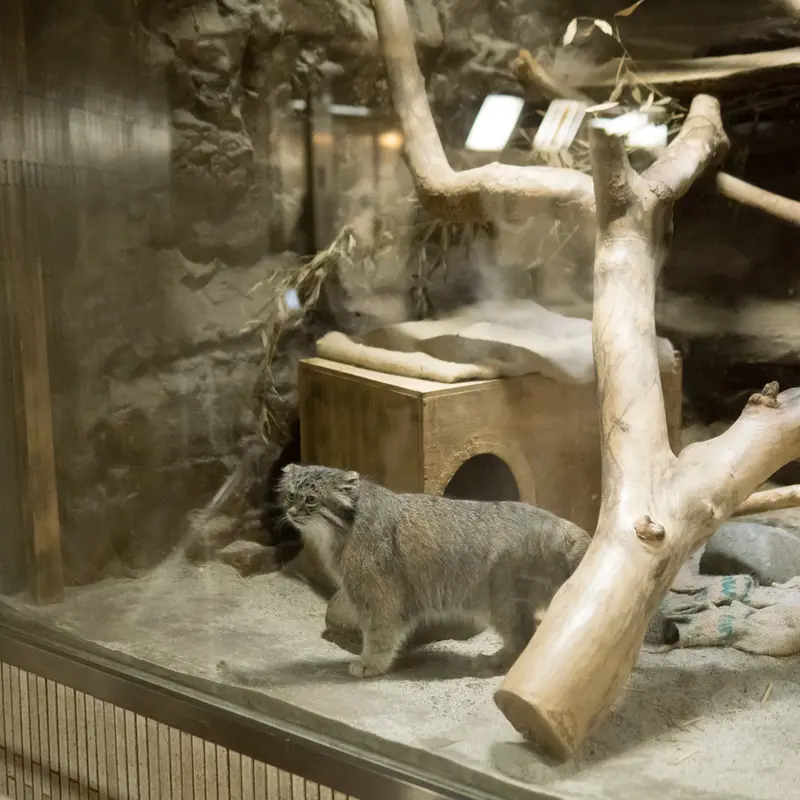 A photograph of Klyon in Ueno Zoological Gardens