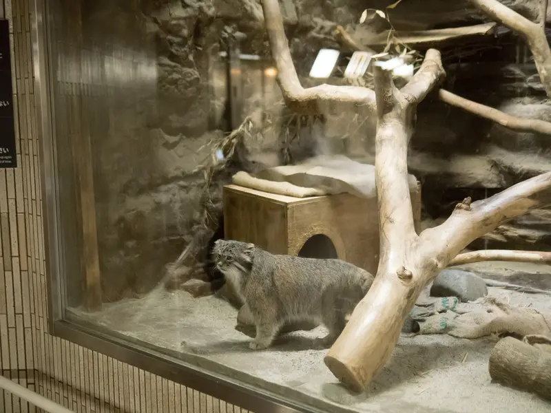 A photograph of Klyon in Ueno Zoological Gardens