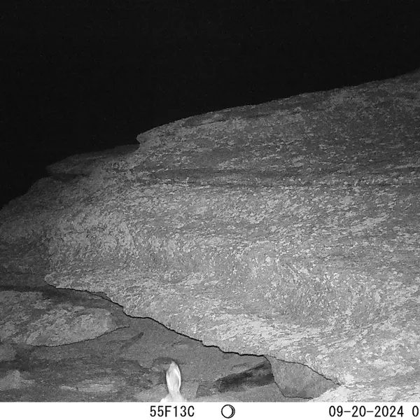 A photograph of Hare from Bektauata 1 camera trap