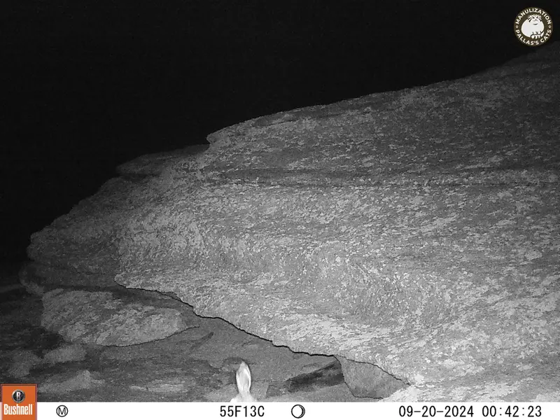 A photograph of Hare from Bektauata 1 camera trap