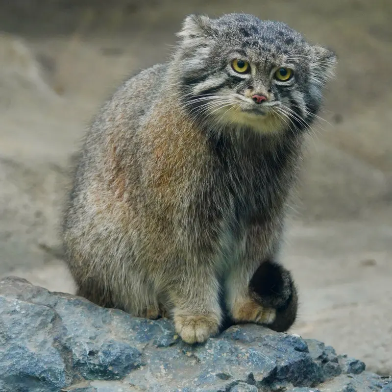 A photograph of Nar in Kobe Animal Kingdom