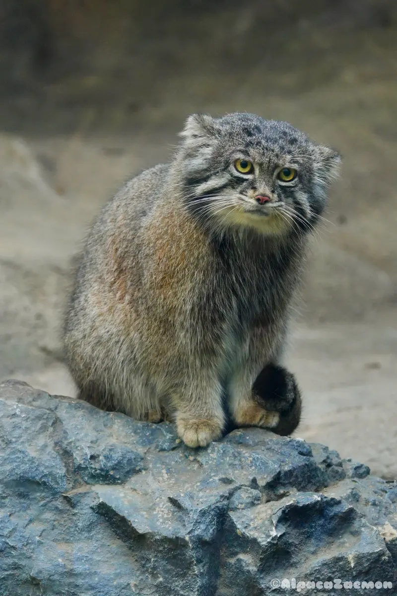 A photograph of Nar in Kobe Animal Kingdom