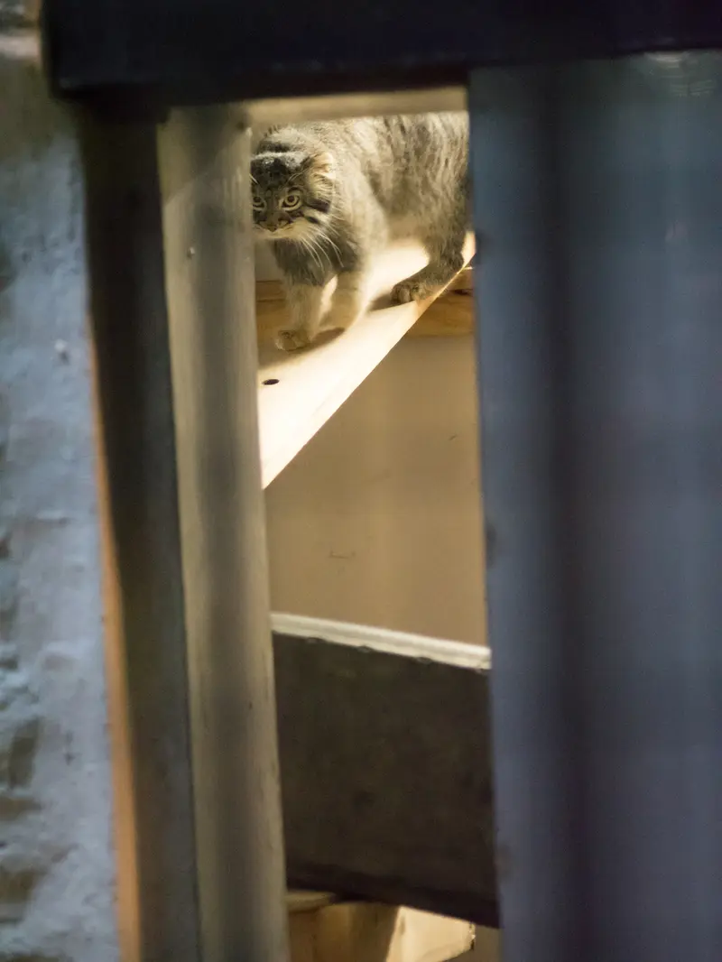 A photograph of Figa in Nogeyama Zoo