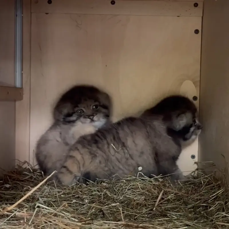 A photograph of a Pallas's cat in Leningrad zoo