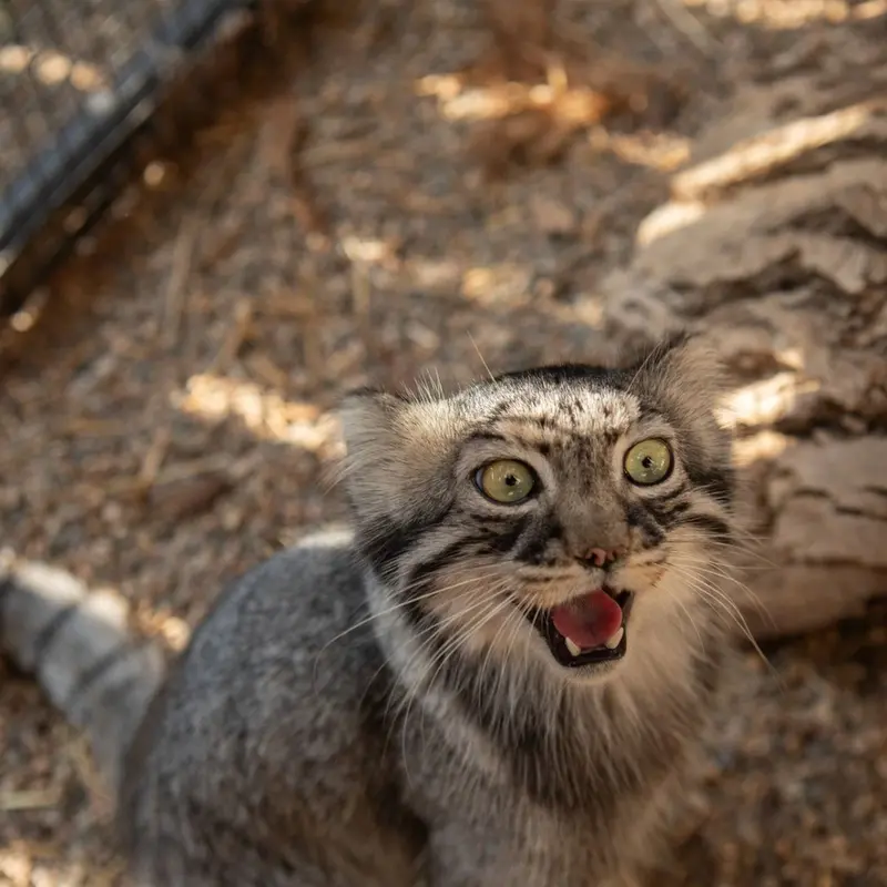 A photograph of Tashi in Great Plains Zoo