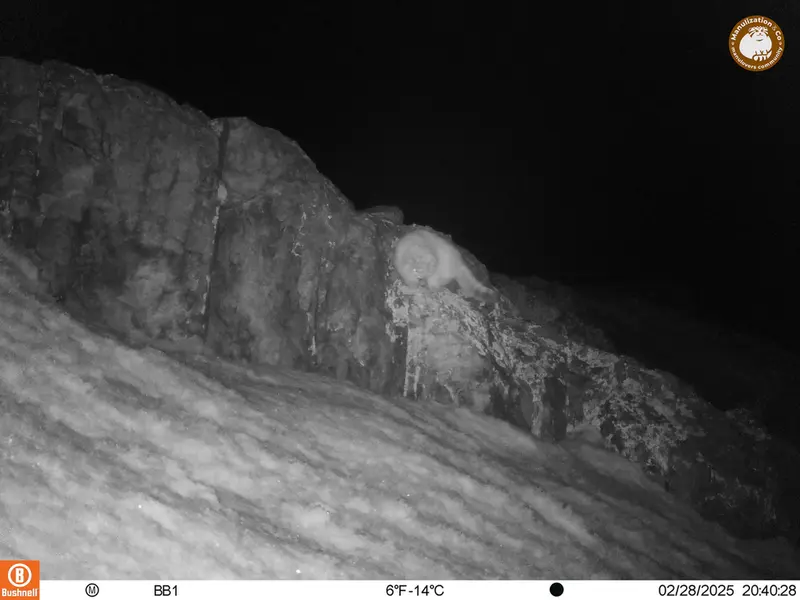 A photograph of Otocolobus manul manul from Aktas-Kunkora camera trap