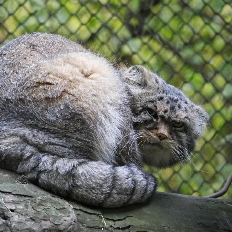 A photograph of George in Novosibirsk Zoo