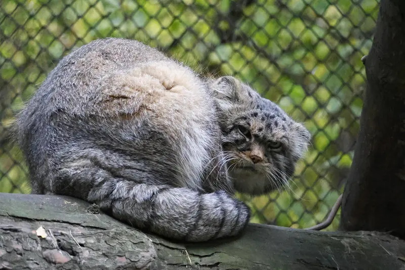 A photograph of George in Novosibirsk Zoo