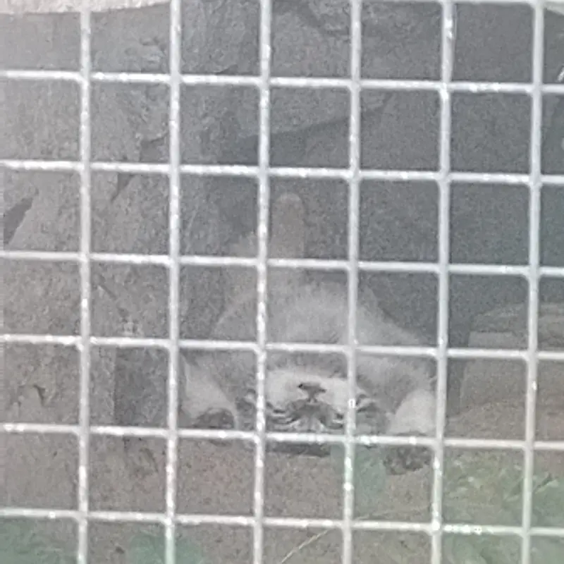 A photograph of Namika in Leningrad zoo