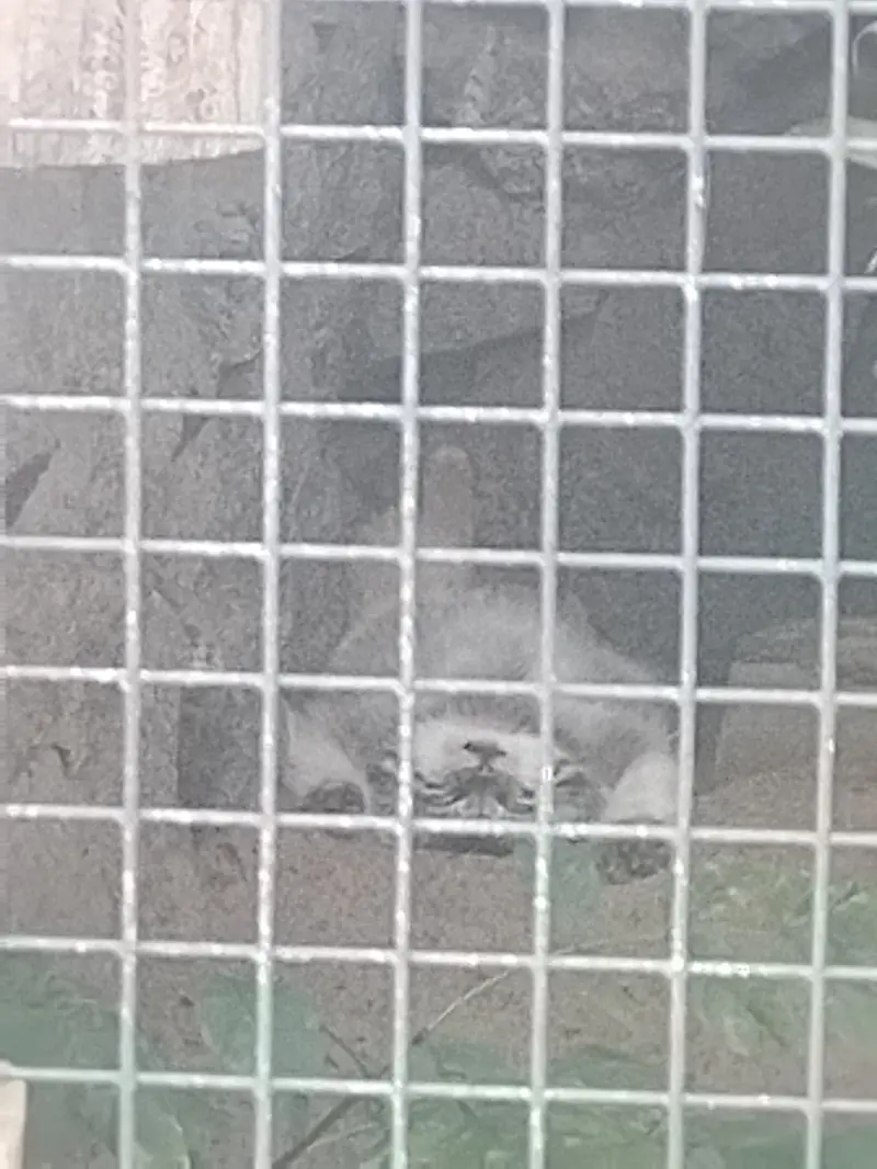 A photograph of Namika in Leningrad zoo