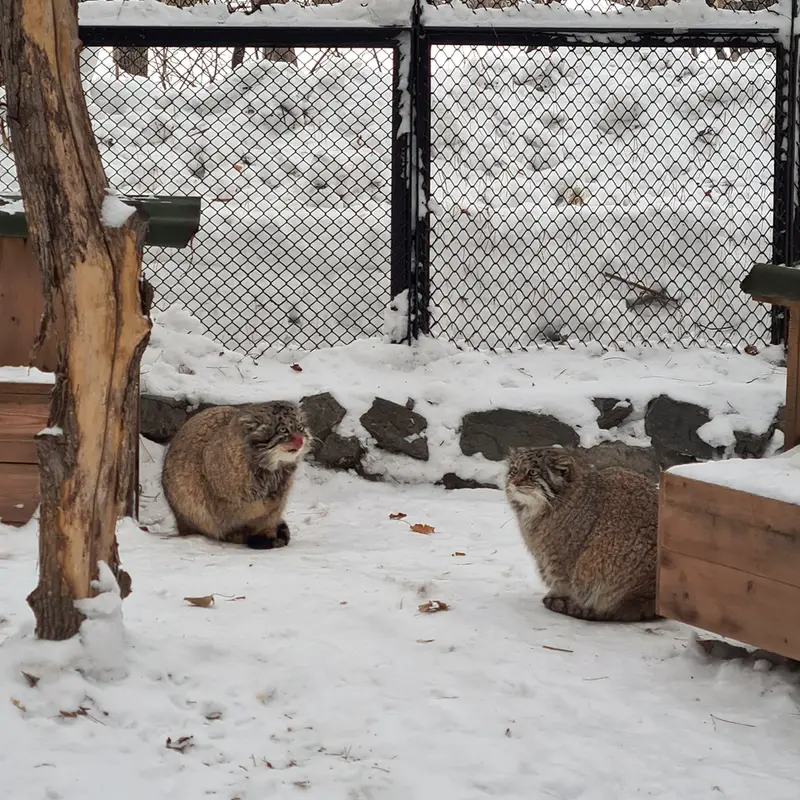 A photograph of Mia and George in Novosibirsk Zoo