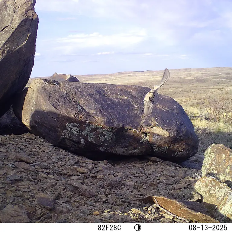 A photograph of a Pallas's cat from Koshkar [new] camera trap
