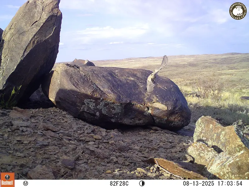 A photograph of a Pallas's cat from Koshkar [new] camera trap
