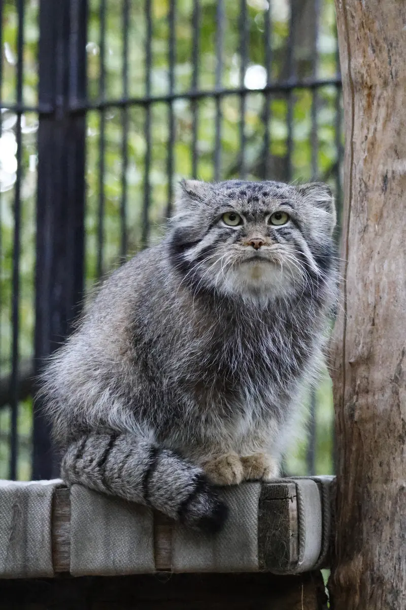 A photograph of Sylvester in Novosibirsk Zoo