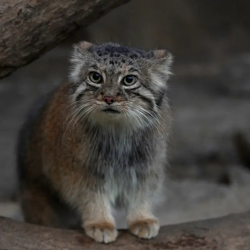 A photograph of Az in Kobe Animal Kingdom