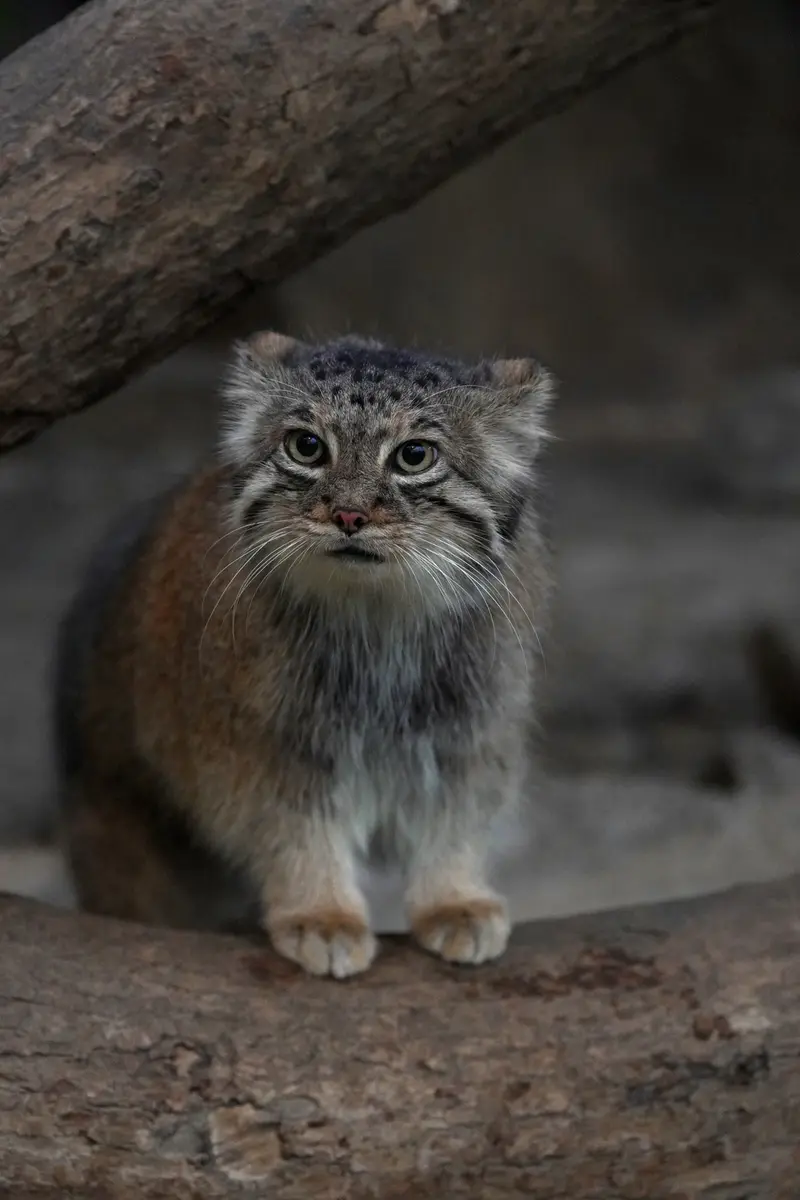 A photograph of Az in Kobe Animal Kingdom