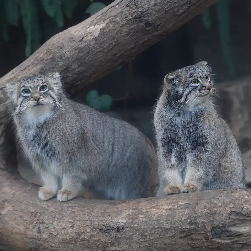 A photograph of Az in Kobe Animal Kingdom