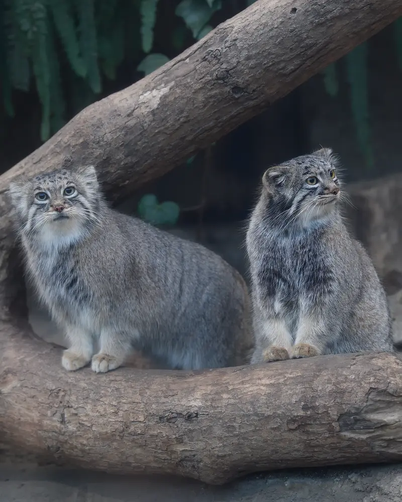 A photograph of Az in Kobe Animal Kingdom