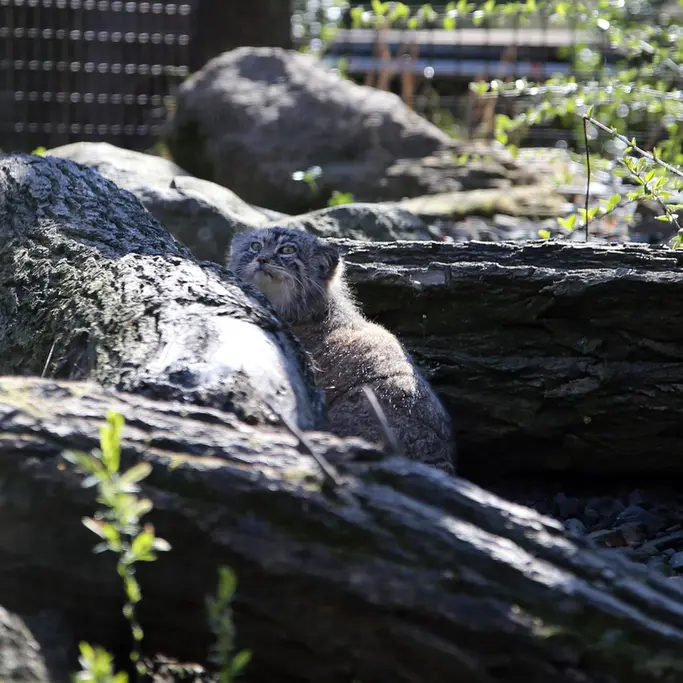 A photograph of Moira in Ostrava Zoo