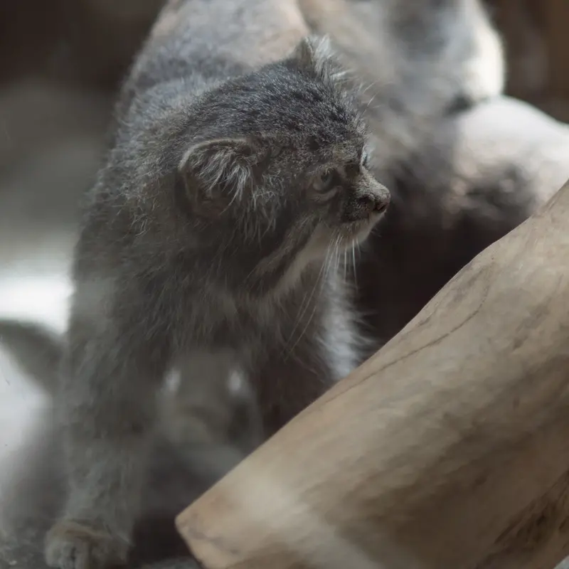 A photograph of Klyon in Ueno Zoological Gardens