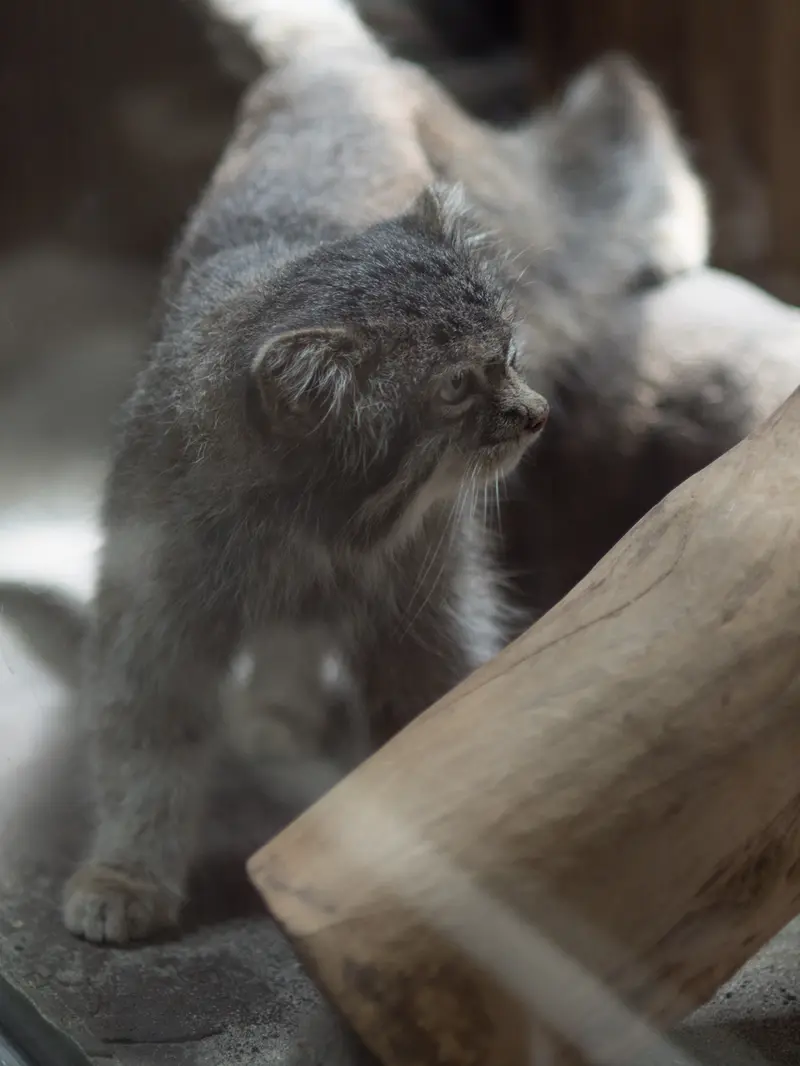 A photograph of Klyon in Ueno Zoological Gardens