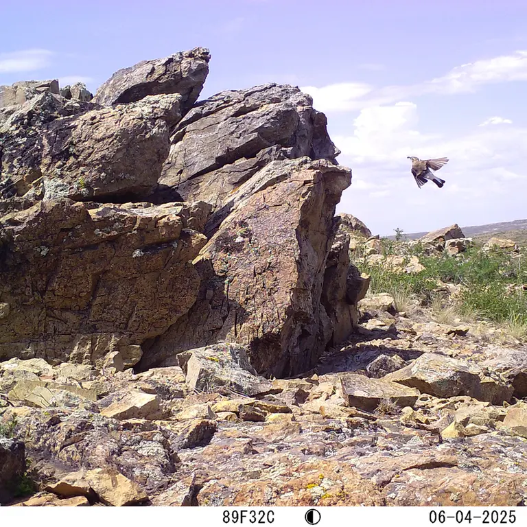 A photograph of a Pallas's cat from Karashoky [new] camera trap