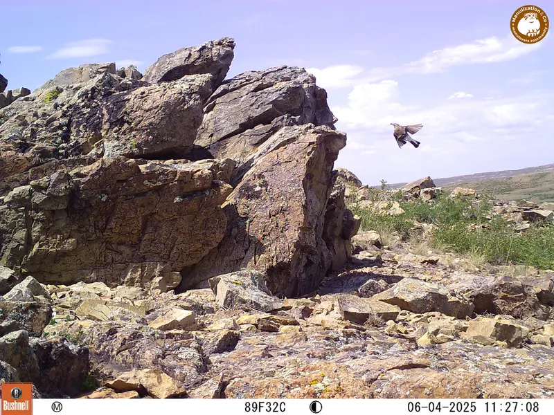 A photograph of a Pallas's cat from Karashoky [new] camera trap