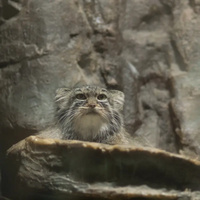 A photograph of Shafran in Ueno Zoological Gardens