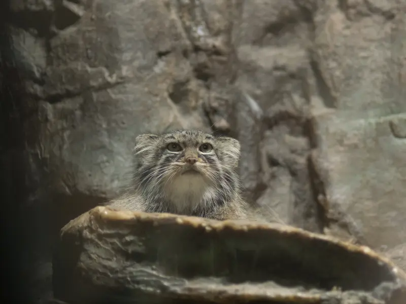 A photograph of Shafran in Ueno Zoological Gardens