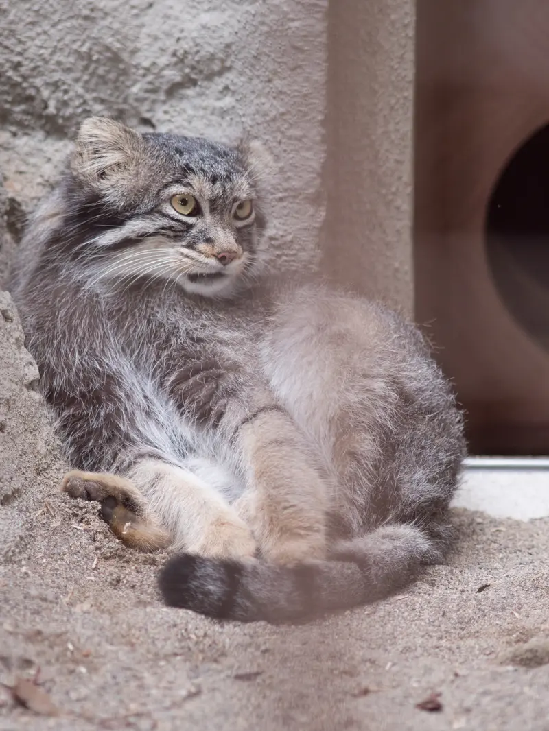 A photograph of Figa in Nogeyama Zoo