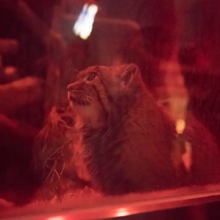 A photograph of Naim in Ueno Zoological Gardens