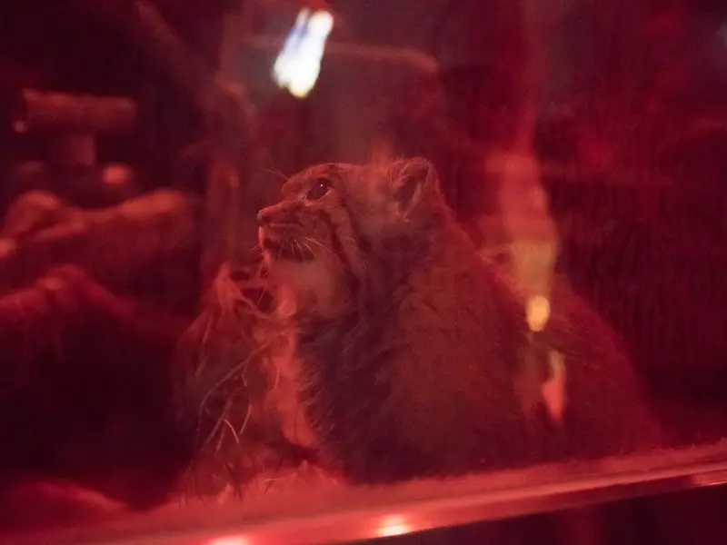 A photograph of Naim in Ueno Zoological Gardens