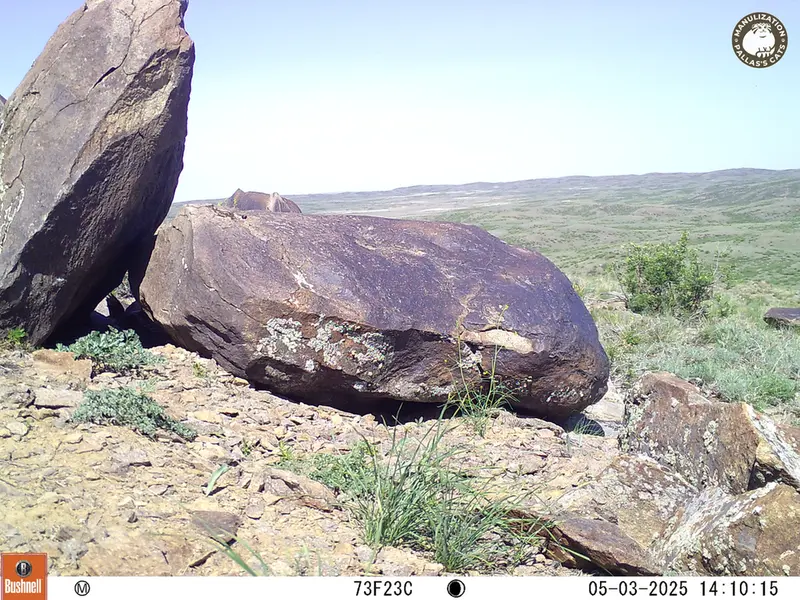 A photograph of a Pallas&#039;s cat from Koshkar camera trap