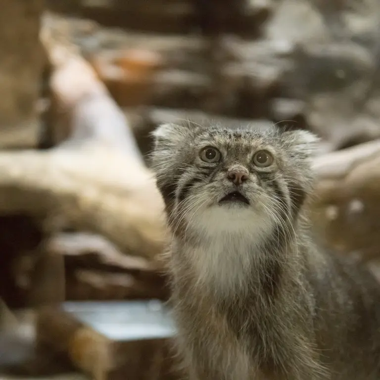 A photograph of Klyon in Ueno Zoological Gardens