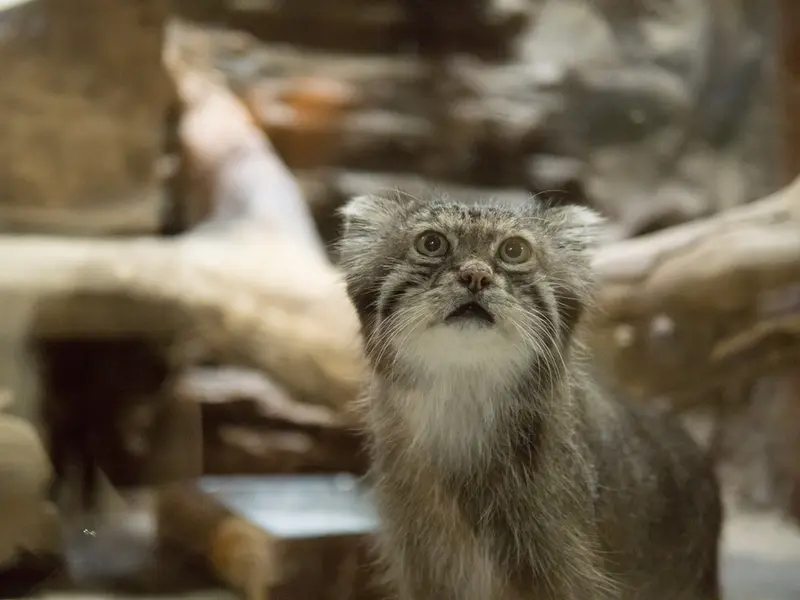 A photograph of Klyon in Ueno Zoological Gardens