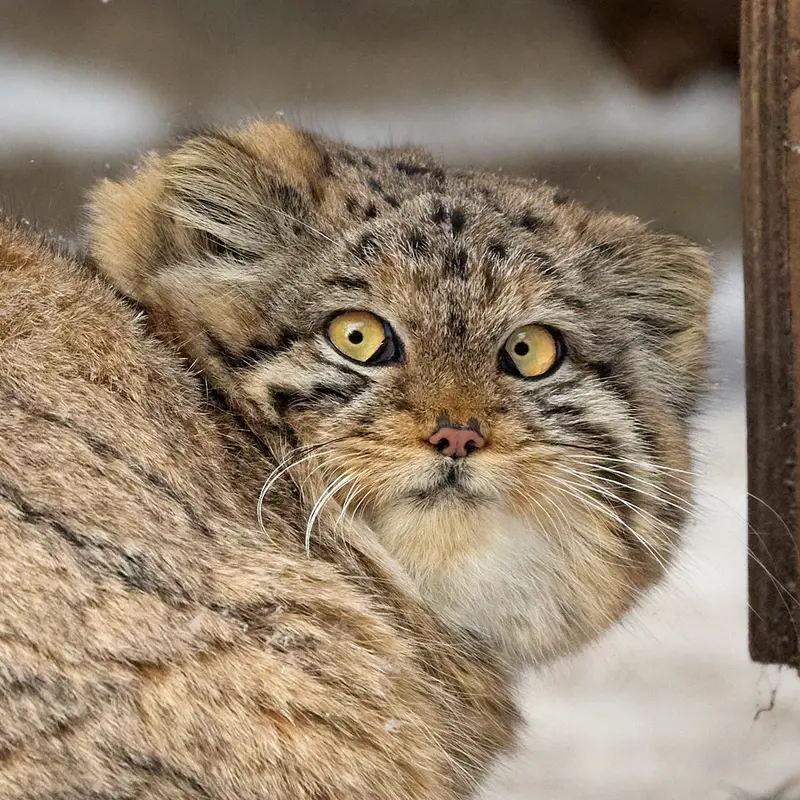 Berel’ the Pallas's cat from Novosibirsk Zoo