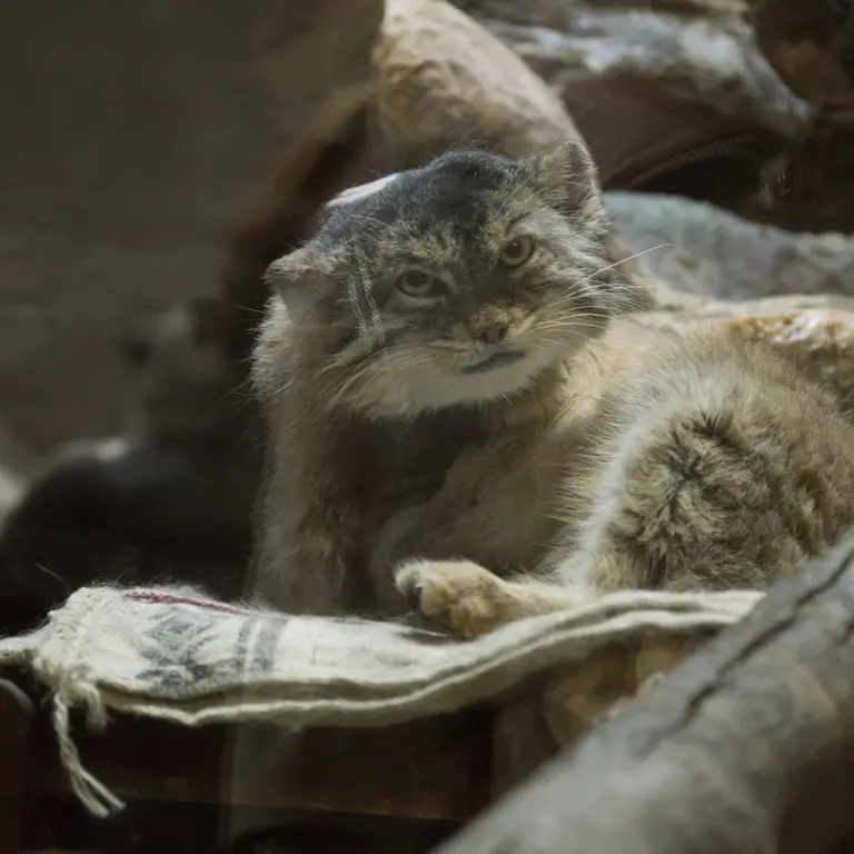 A photograph of Primula in Ueno Zoological Gardens