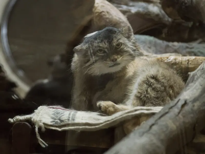 A photograph of Primula in Ueno Zoological Gardens