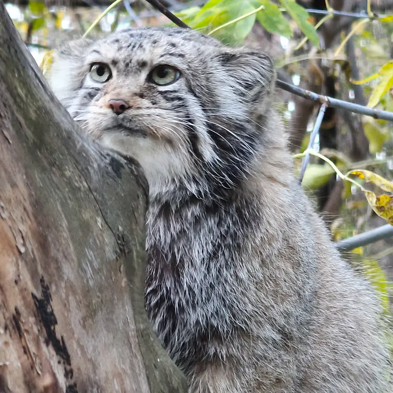A photograph of Eve in Novosibirsk Zoo